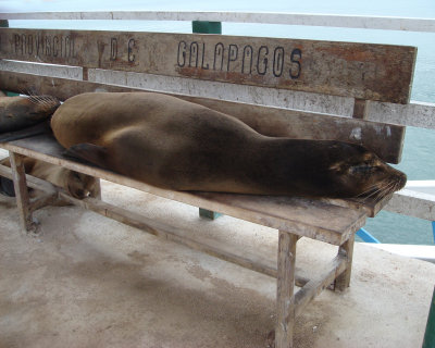 Sea Lions of Galapagos