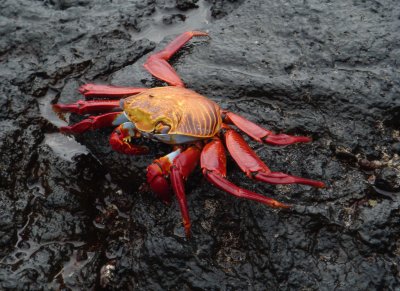 Sally Lightfoot Crab