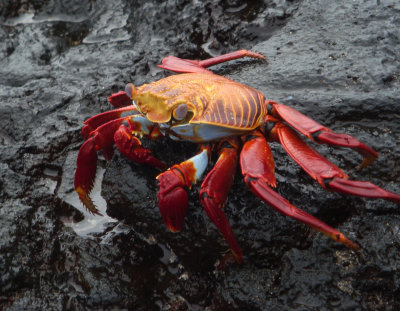 Sally Lightfoot Crab