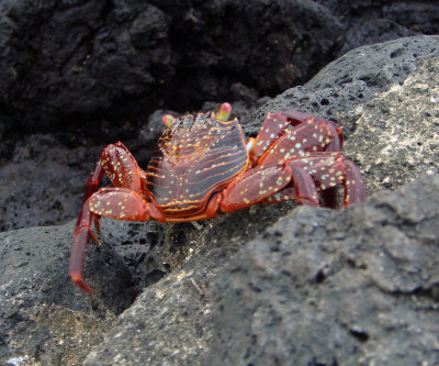 Sally Lightfoot Crab