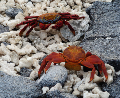 Sally Lightfoot Crab