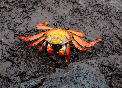 Sally Lightfoot Crab