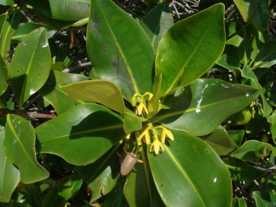 Red Mangrove, Rhizphora mangle