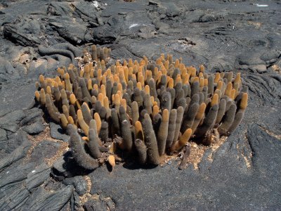 Plants of the Galapagos