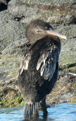 Galapagos Flightless Cormorant