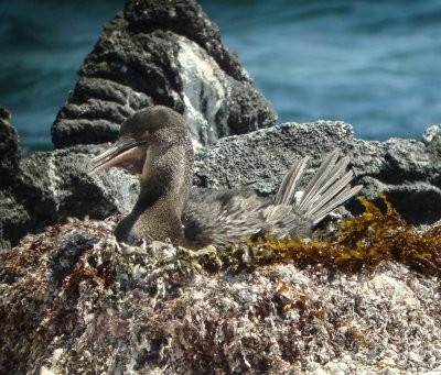 Galapagos Flightless Cormorant, nest