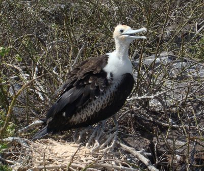 Great Frigatebird Juvenile