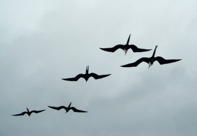 Magnificent Frigatebirds