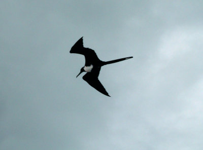 Magnificent Frigatebird Female