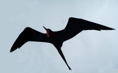 Magnificent Frigatebird Male