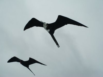 Magnificent Frigatebirds Juv, & Male