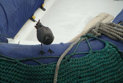Galapagos Gull