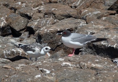 Swallow-tailed Gull