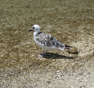 Swallow-tailed Gull Chick