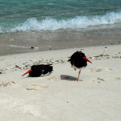 Gulls, Shorebirds, Flamingo