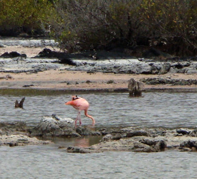 Flamingo