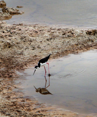 Blck-necked Stilt