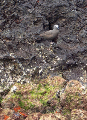 Brown Noddy,Santa Cruz
