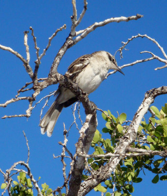 Galapagos Mockingbird, Santa Cruz