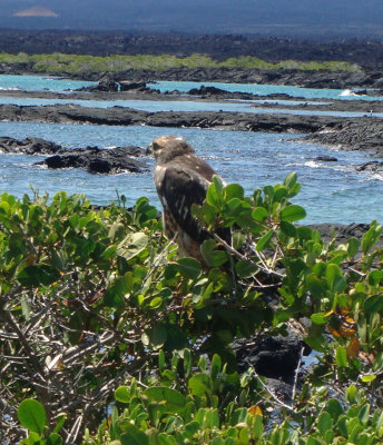 Galapagos Hawk, Isabela