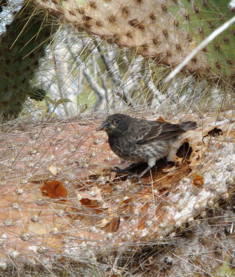 Cactus-finch Santa Cruz