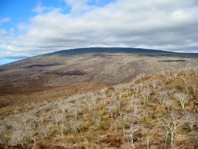 Isabela