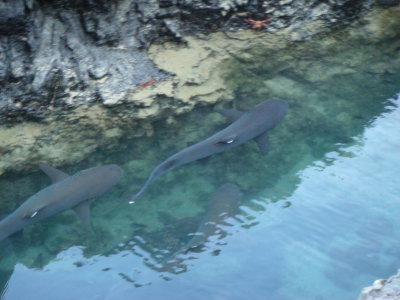 White-tipped Reef Shark, Isabela