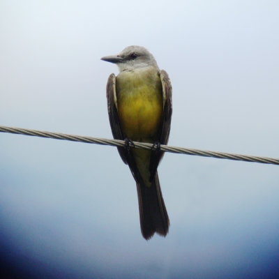 Tropical Kingbird, Tyrannus melancholicus