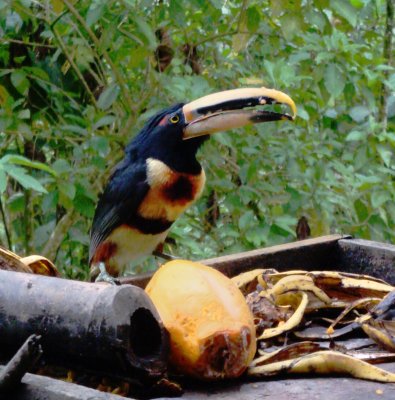 Collared Aracari, Pteroglossus torquatus