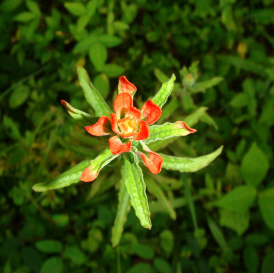 Paintbrush, Castilleja arvensis