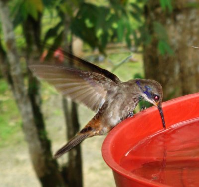 Brown Violetear, Colibri delphinae