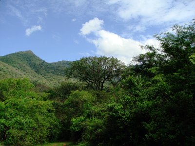  Bombax, Ceiba trichistandra, Jorupe Reserve