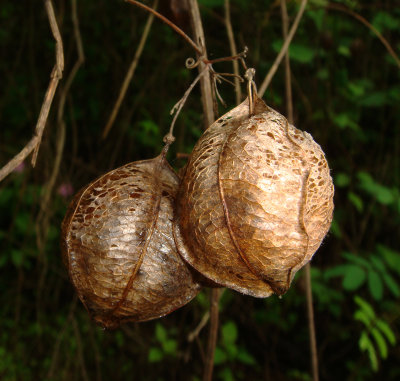 Seed Pods, Jorupe Reserve