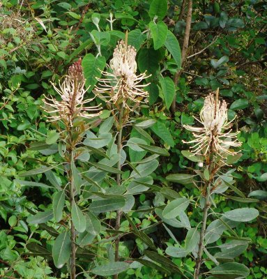 Proteaceae, Oreocallis grandiflora