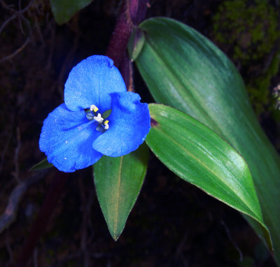 Commelina cyanea