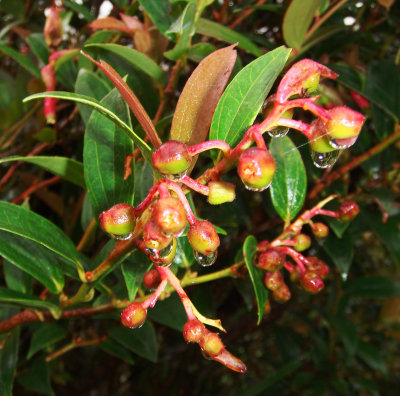 Raindrops on berries