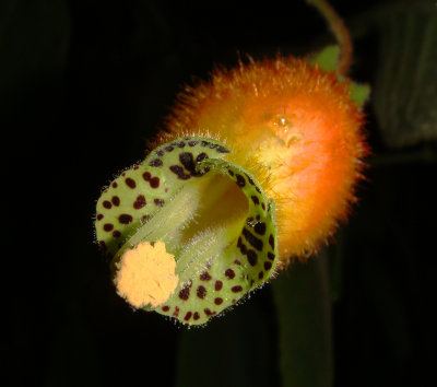 Gesneriad, Kohleria affinis