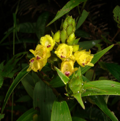 Costaceae Flowers