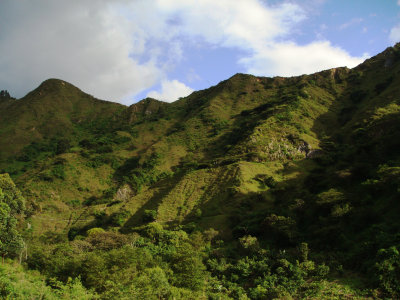South of Podocarpus    N.P.