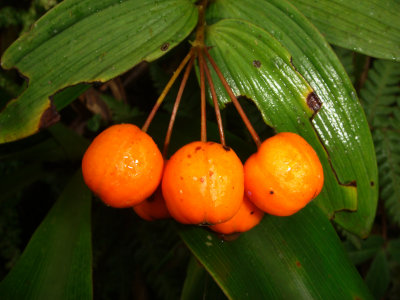 Bomarea, Alstroemeriacea,  fruit