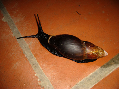 Lodge snail