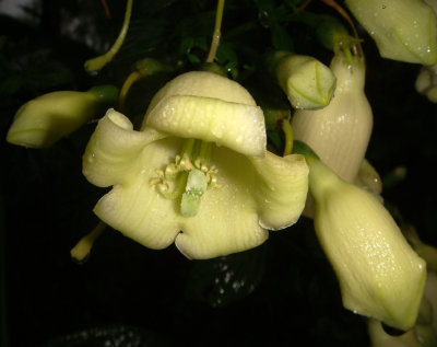 Flowers, Gentianaceae