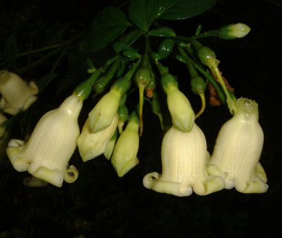 Flowers, Gentianaceae