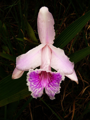 Orchid, Sobralia rosea