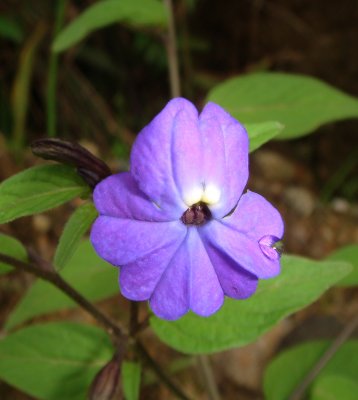 Browallia, Solanaceae
