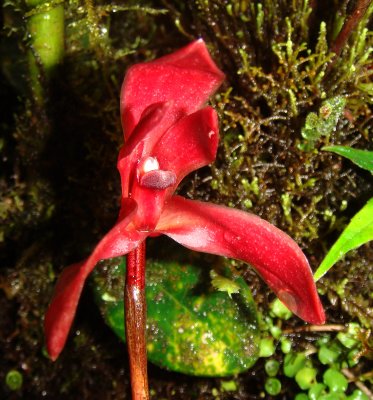 Orchid, Maxillaria sp.