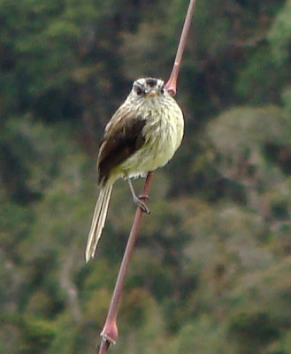 Agile Tit-Tyrant, Anairetes agilis