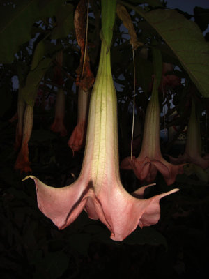 Brugmansia