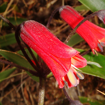 Bomarea or Alstroemeria sp.,