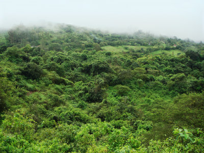 Yunguilla Reserve, Pale-headed Brush-Finch habitat